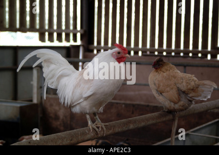 farmyard chickens Stock Photo