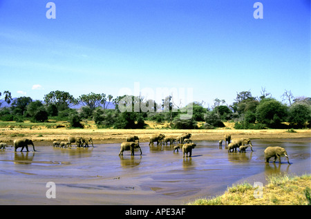 Elephants drinking in the Uaso Nyiro river Samburu National Reserve Kenya Stock Photo