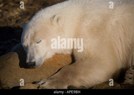 A polar bear sleeps on a rock. Stock Photo