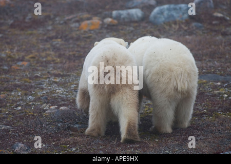 Two polar bears walk across thawed tundra. Stock Photo