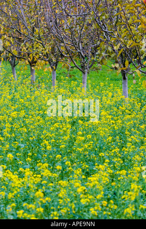 Apple orchard in autumn with yellow and orange leaves falling off the Stock Photo: 15771735 - Alamy