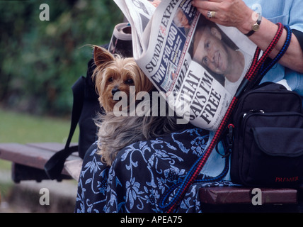 Yorkshire Terrier sat on Ladies knee reading Sunday paper Stock Photo