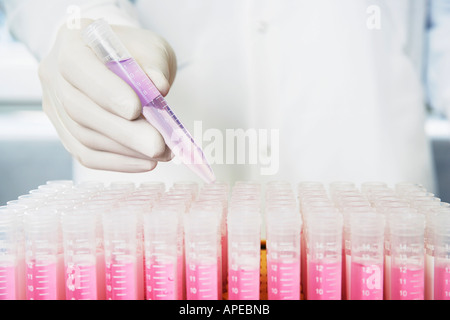 Lab worker adding violet liquid to test tubes Stock Photo