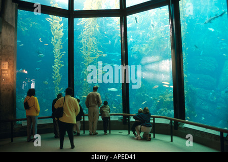 Tourists looking at kelp and fish through large windows Outer Bay Exhibit Monterey Bay Aquarium Monterey California Stock Photo