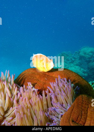 Pink Anemonefish Amphiprion perideraion in Anemone Agincourt Reef Great Barrier Reef North Queensland Australia Stock Photo