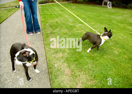 Female nude body Lady and dogs Stock Photo - Alamy