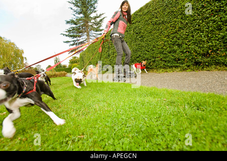 Asian woman on rollerblades walking dogs Stock Photo