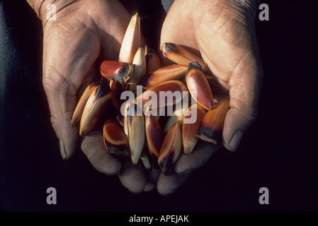 A close-up of hands of a Pehuenche Indian holding nuts from a monkey puzzle tree Araucaria araucana in Chilean Andes Stock Photo