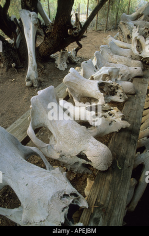 A collection of black rhino Diceros bicornis skulls found in Namibia after poachers had been operating in the Kunene provence Stock Photo