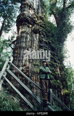 The largest and oldest remaining Alerce tree, Fitzroya cupressoides, (over 3000 years old) with guard in Valdivia Chile Stock Photo