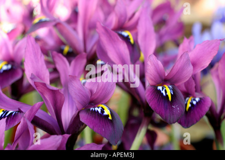 Iris George reticulata AGM Stock Photo