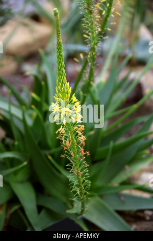 Yellow Cats Tail aka Red Bulbinella, Bulbinella latifolia var latifolia, Asphodelaceae Stock Photo