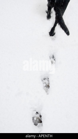 Back end of a black dog walking in the snow leaving footprints behind Stock Photo