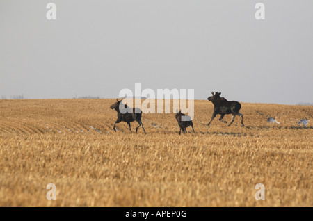 Three moose running through stubble field Stock Photo