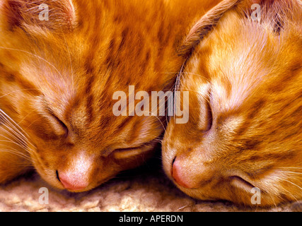 Two Eight Week Old Kittens Asleep Stock Photo