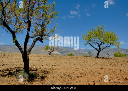 Andalusia, Spain - Fruit trees in a ploughed field the Alpujarras Mountains near Granada, Andalucia Stock Photo