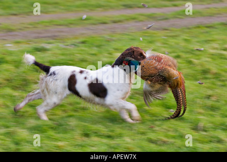 Pan Shot of English Springer Spaniel Retrieving Ring-necked Pheasant After Driven Shoot Yorkshire England Stock Photo