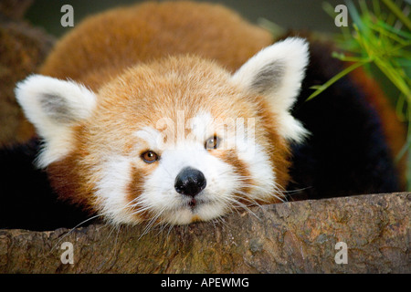 Red Panda, cute, close-up head shot, lying down on rock, looking straight at camera. Stock Photo