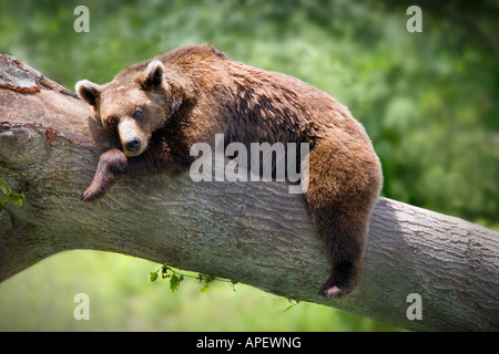 Grizzly / brown Bear full body shot, sprawled on large tree branch, looking sleepy and relaxed. Stock Photo