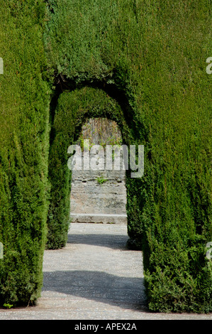 Pruned cypress trees forming archways in the gardens of Alhambra, a 14th-century palace in Granada, Andalusia, Spain. Stock Photo