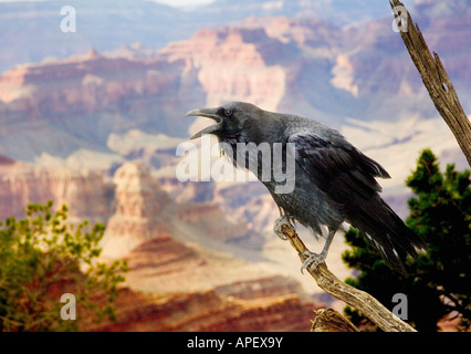 Black raven/crow with open beak, ruffled feathers, perched on dry branch with Grand Canyon in background. Stock Photo