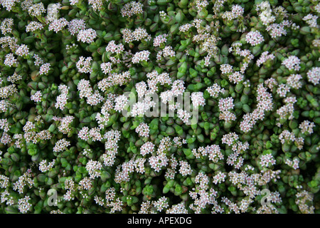 Crassula brevifolia Crassulaceae South Africa Succulent Stock Photo