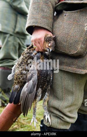 Scottish Gamekeeper Holding A Brace of Red Grouse after Successful Driven Red Grouse Shoot Near Aviemore Scotland Stock Photo