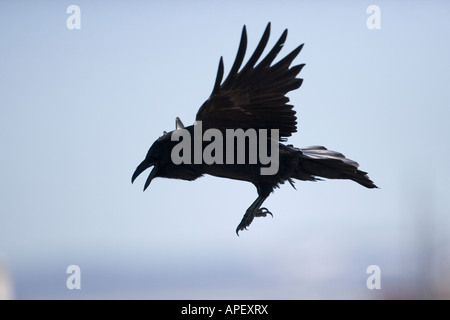 alaska pt hope arctic coast raven calling in flight Stock Photo