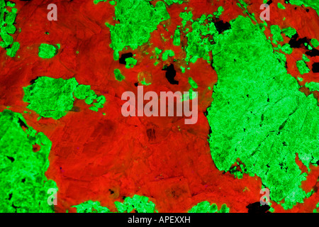 Fluorescent Minerals Willemite and Calcite - Sterling Hill Mine - Ogdensburg, New Jersey Photographed under UV light Stock Photo