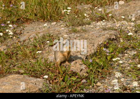 Ground Squirrel spermophilus columbianus and purple aster townsendia parryi Stock Photo