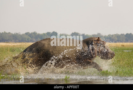 Hippopotamus (Hippopotamus amphibius), startled bull running through shallow water on a grassy island in the Zambezi River Stock Photo