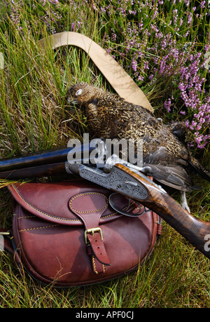 Holland and Holland Best Shotgun Harvested Red Grouse and Leather Cartridge Bag Sitting in Heather Stock Photo