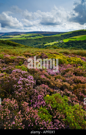 Bell Heather in bloom in early Autumn on Exmoor National Park near with Dunkery Beacon beyond. Porlock, Somerset England.