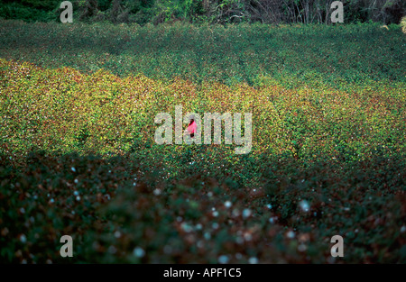 Woman picking cotton Barbados Stock Photo