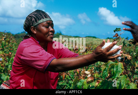 Hand picking cotton in Barbados Caribbean Stock Photo