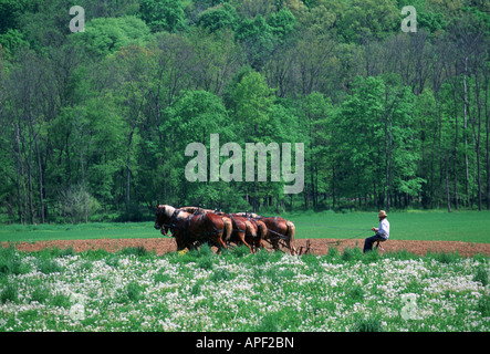 Amish farmer plowing field with team of horses, Holmes County, Ohio Stock Photo