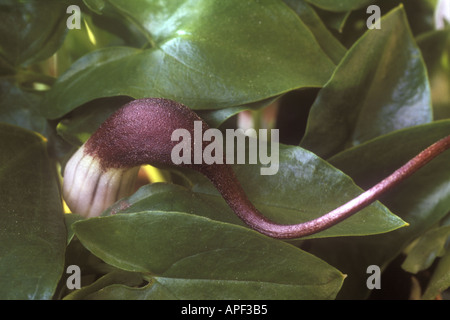 Arisarum proboscideum. Stock Photo