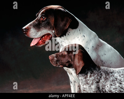 Male German Short Hair Pointer and male pup Stock Photo