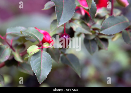 FUCHSIA IN BUD Stock Photo