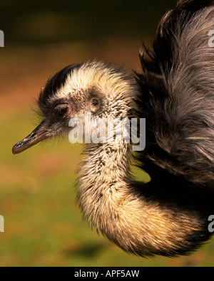 Close up a an emu Stock Photo