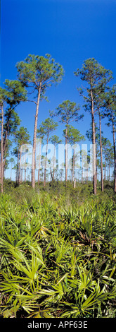 Slash pine towering above ground hugging Saw Palmetto form rimrock ecosystem, Everglades National Park, Florida Stock Photo