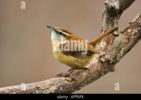 Carolina Wren Perched on Twig Floyd County Indiana Stock Photo