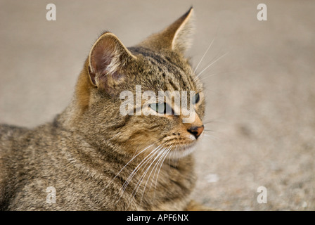 Portrait of Gray Tabby Cat Stock Photo