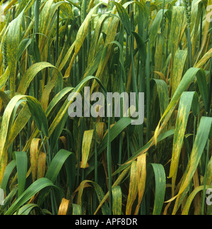 Yellow or stripe rust, Puccinia striiformis var striiformis, a severe infection on a wheat crop in ear Stock Photo