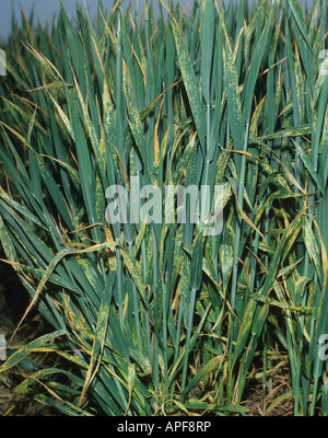 Yellow or stripe rust Puccinia striiformis var striiformis infection on wheat variety Sleipner Stock Photo