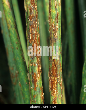 Black stem rust Puccinia graminis infection on a wheat stem USA Stock Photo