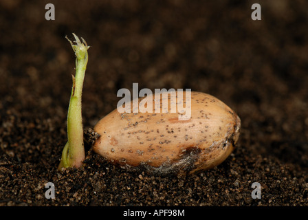 An oak Quercus robur acorn lying on the soil germinating aerial shoot beginning to develop Stock Photo