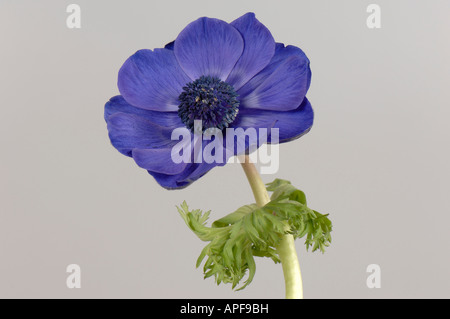 Blue cut flower of Anemone coronaria showing corolla and normal calyx Stock Photo