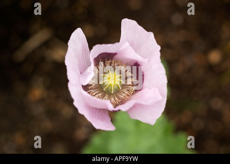 close-up of pink poppy head Stock Photo