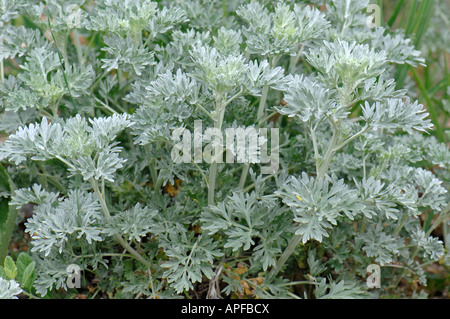Absinthe, Common Wormwood (Artemisia absinthum), leaves Stock Photo